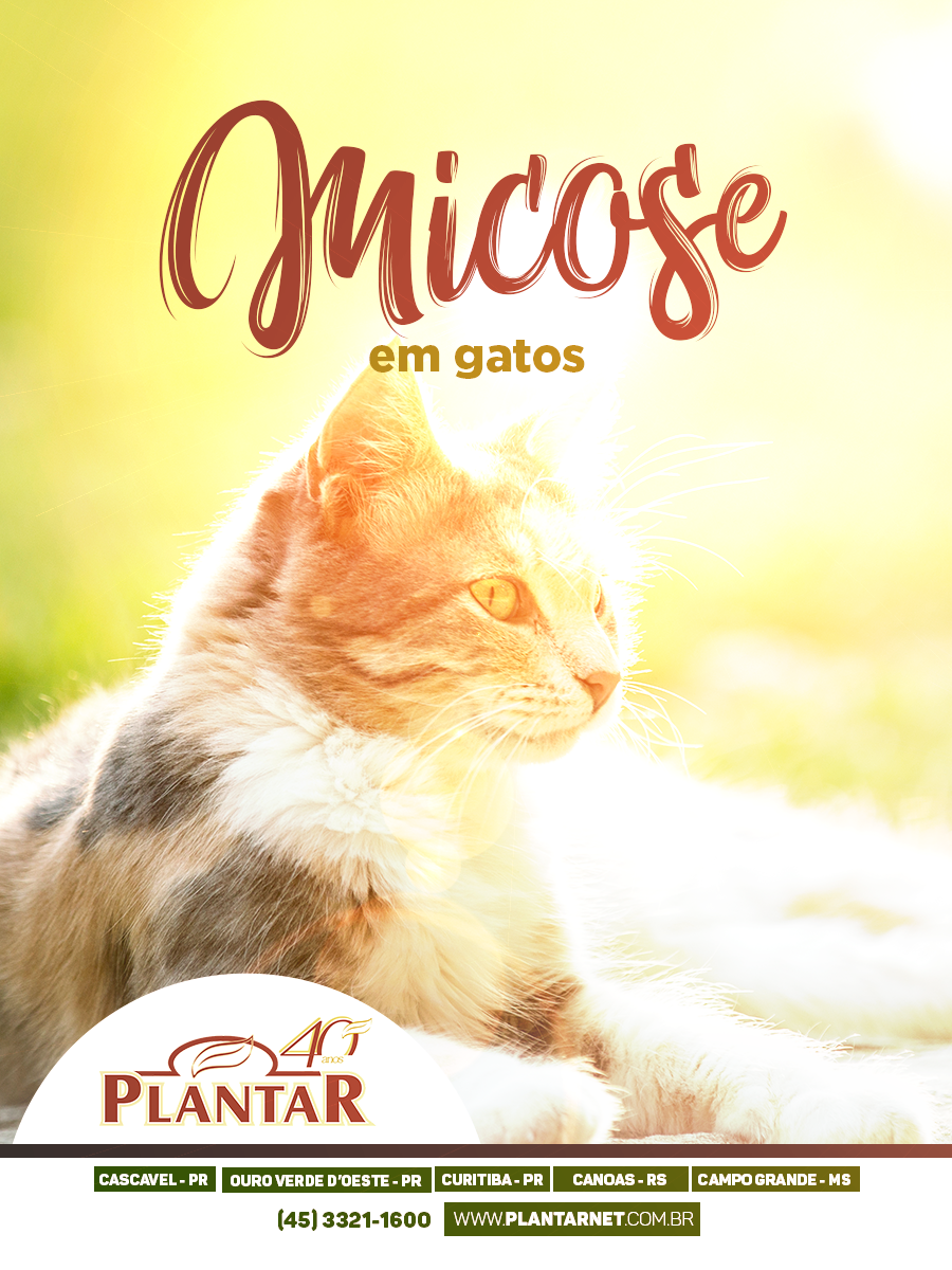 Micose em Gatos