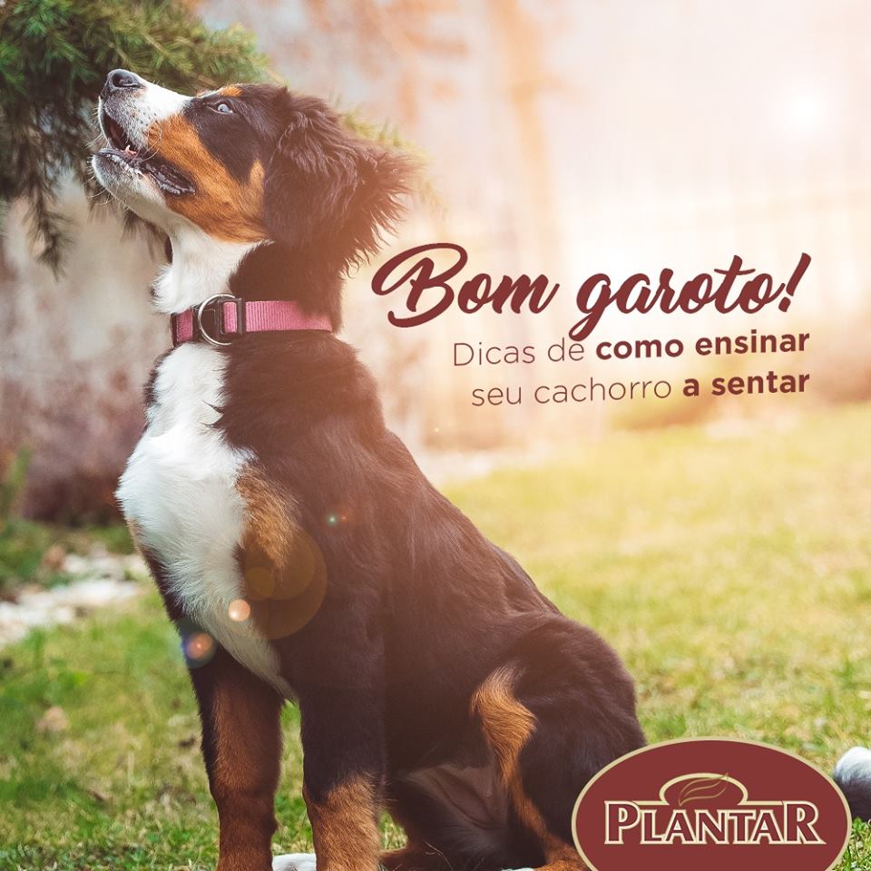 Bom garato! Dicas de como ensinar seu cachorro a sentar