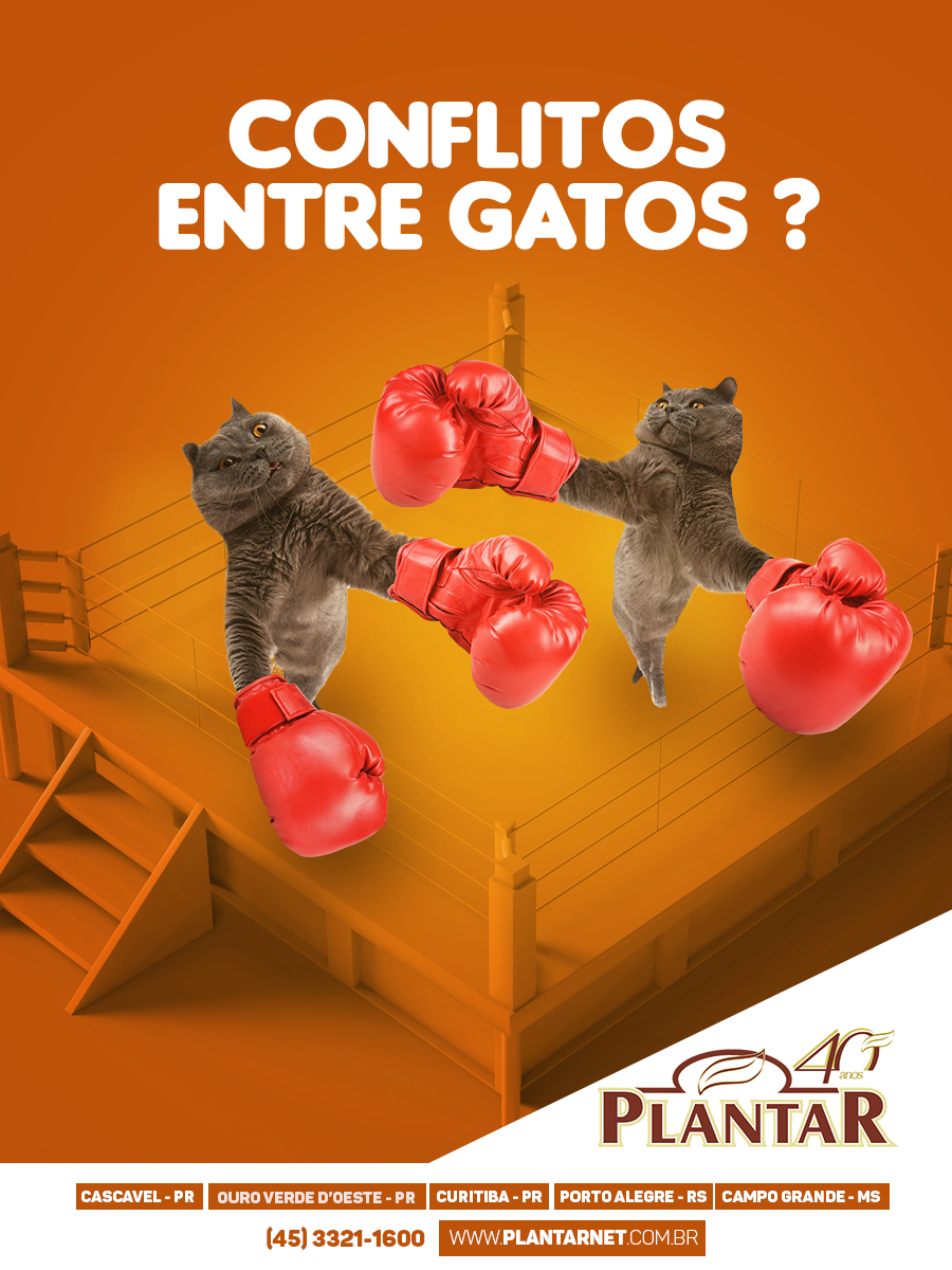 Conflitos Entre Gatos?